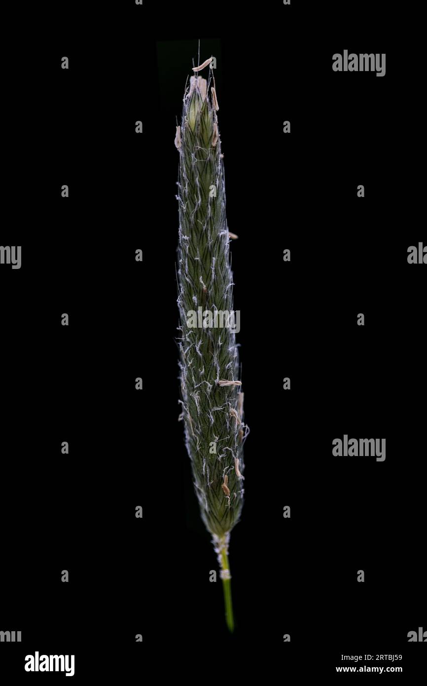 meadow timothy (Phleum pratense), inflorescence against black background, Netherlands Stock Photo