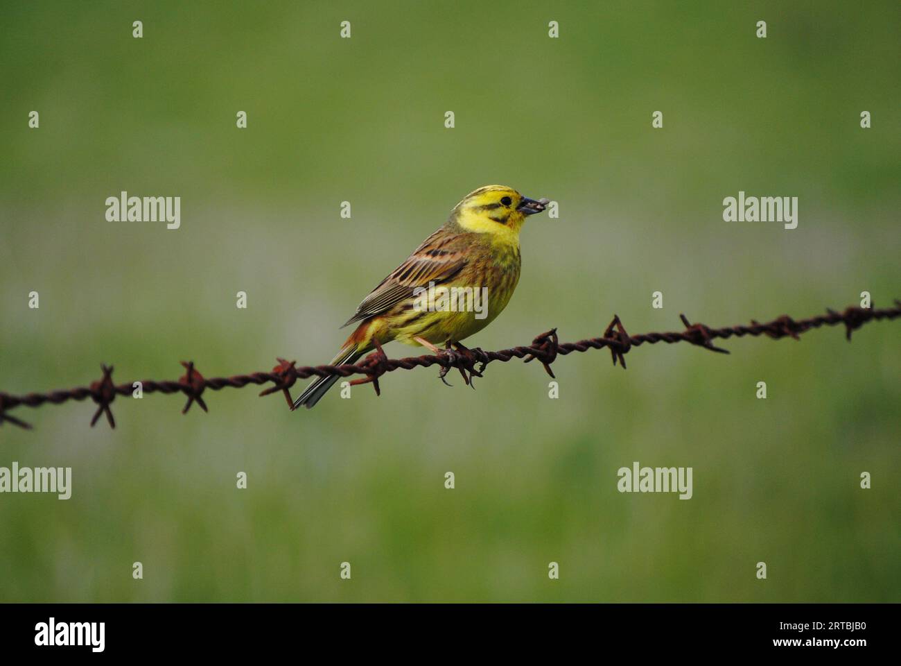 Yellowhammer Perched on Rusty Metal Barbed Wire Fence, Green Grass