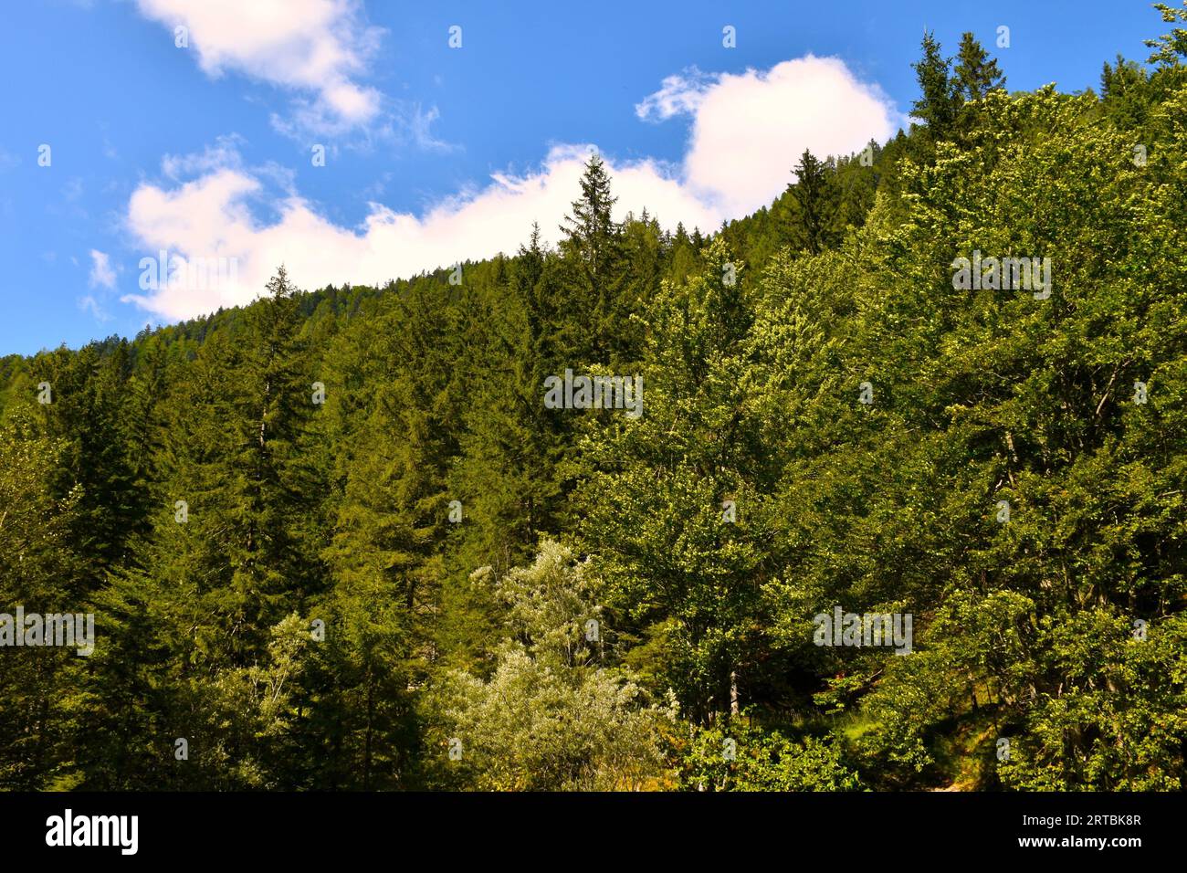 Mixed coniferous and broadleaf, deciduous forest in Karavanke, Slovenia ...