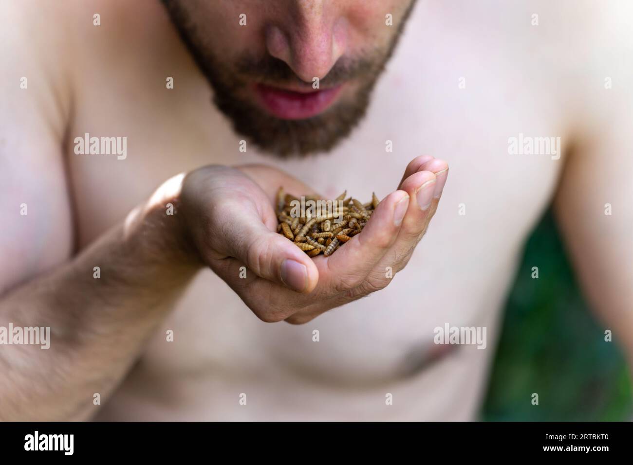 Man eating mealworms, concept of survivalism and alternative diet. Selective focus Stock Photo