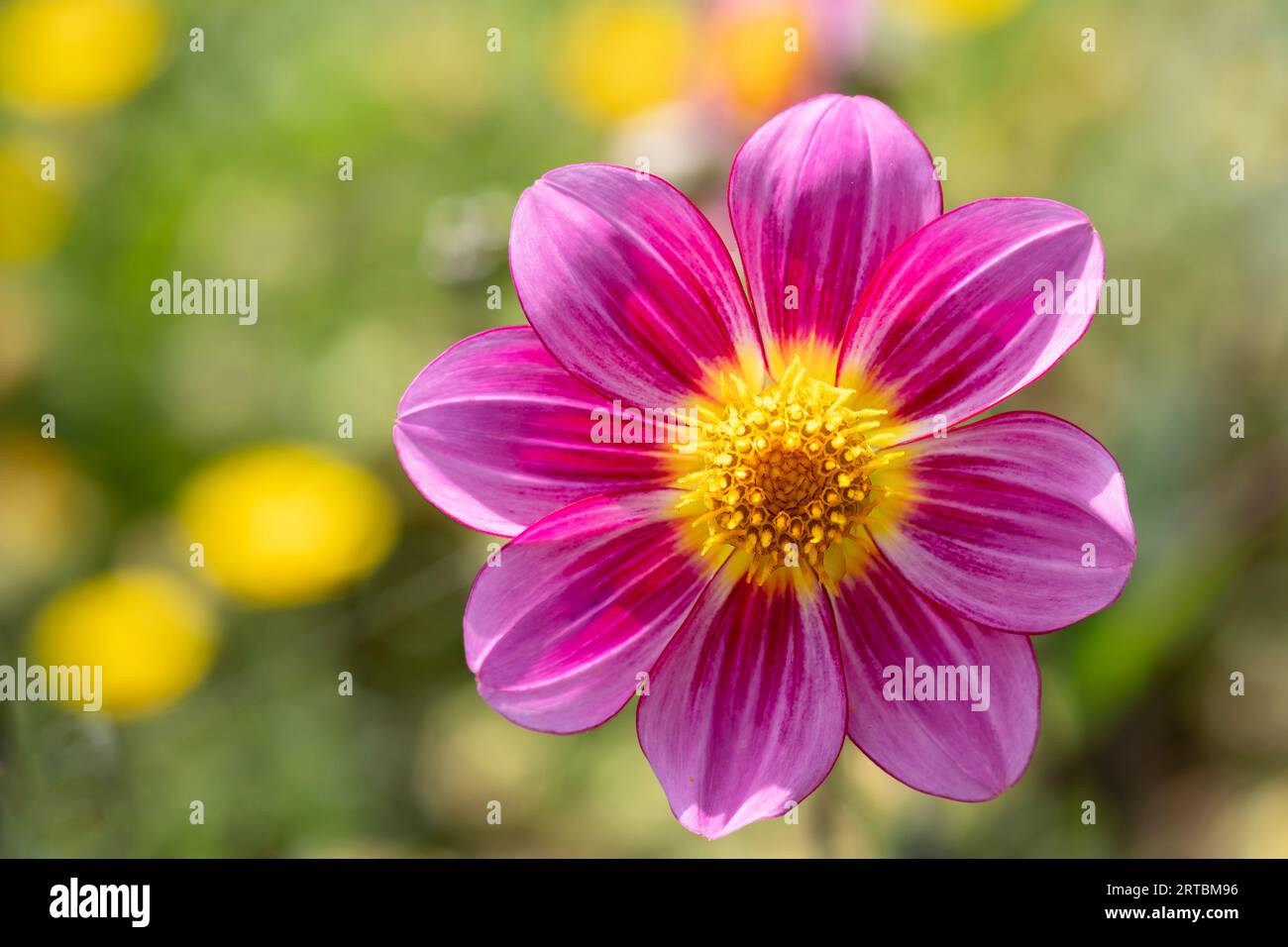 A close up image of a purple single Dahlia flower.The plant is in bloom during a late British summer.There are out of focus blooms in the background Stock Photo