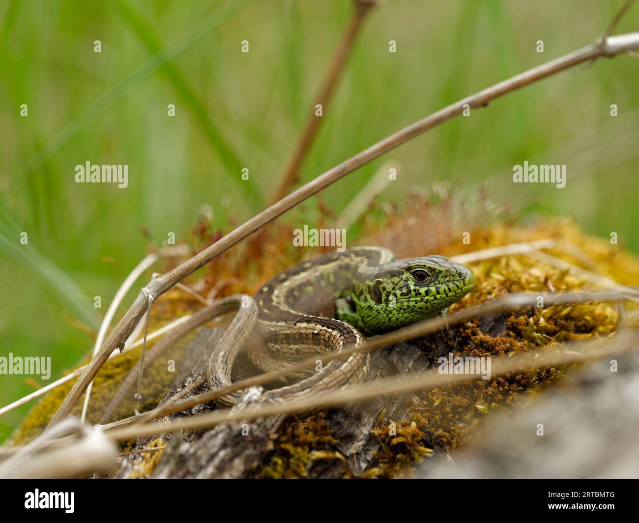 sand lizard, Lacerta agilis Stock Photo