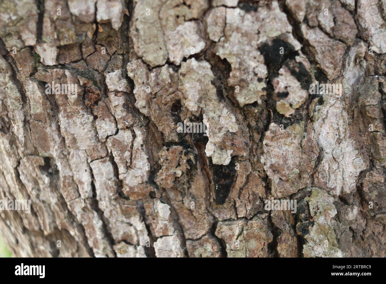 Mango bark hires stock photography and images Alamy