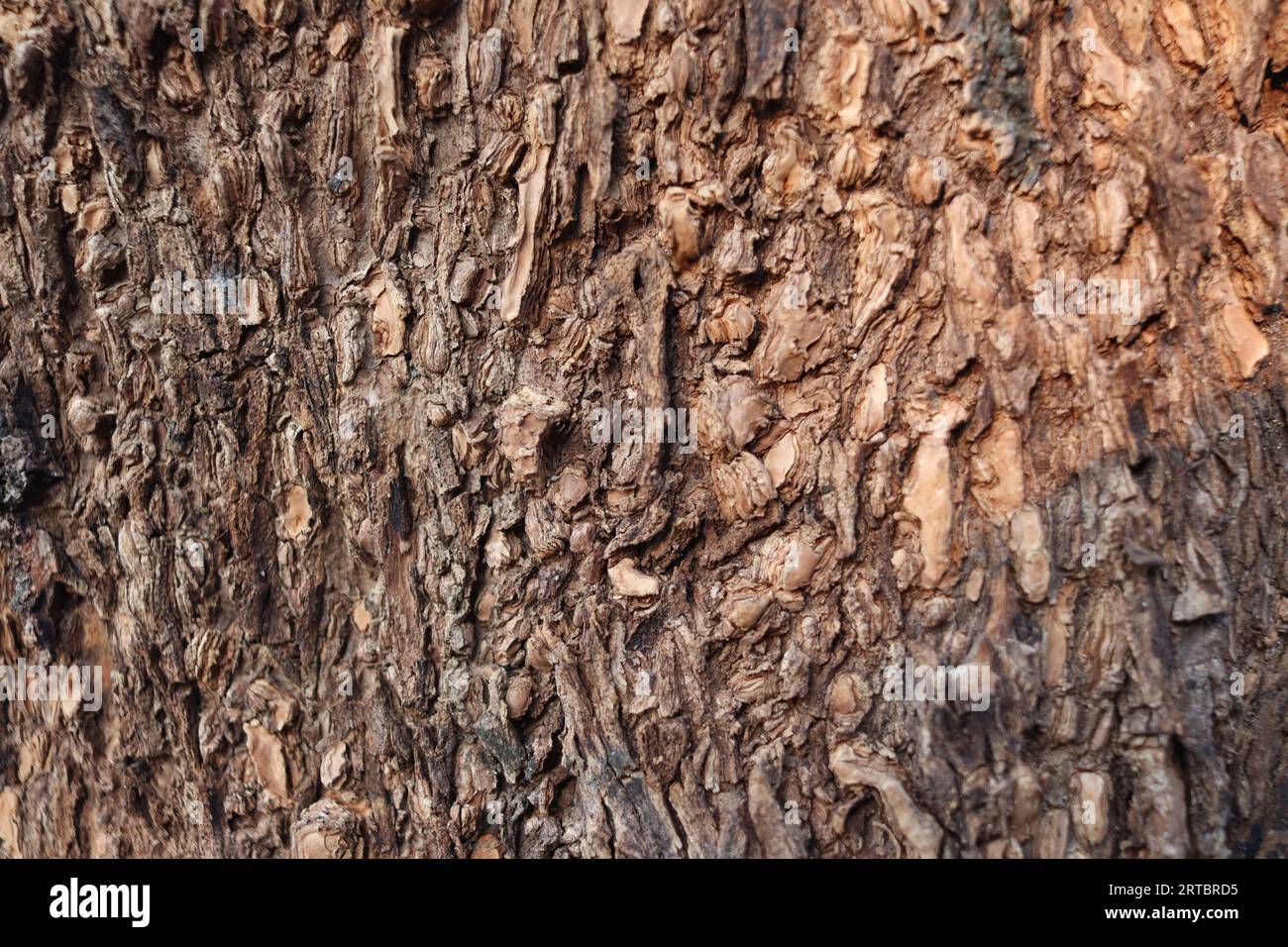 Photo of Mango tree bark with roots inside Stock Photo Alamy