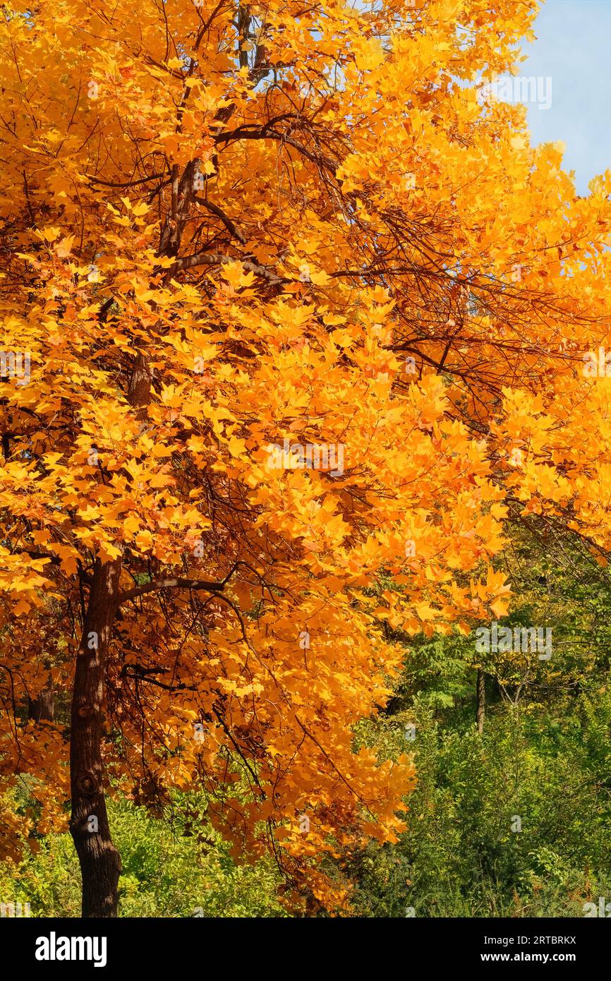 Autumn concept. Yellow autumn leaves in picturesque fall park. Park in city. Sunny day, warm weather. Sunny. Stock Photo