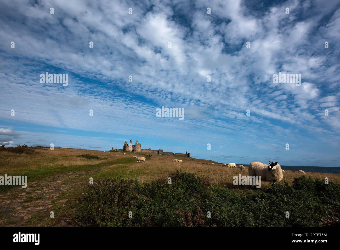 Dunstanburgh Castle, Northumberland, UK. 12th September 2023. Sheep graze in the autumn sunshine in front of Dunstanburgh Castle, Northumberland. Neil Squires/Alamy Live News Stock Photo