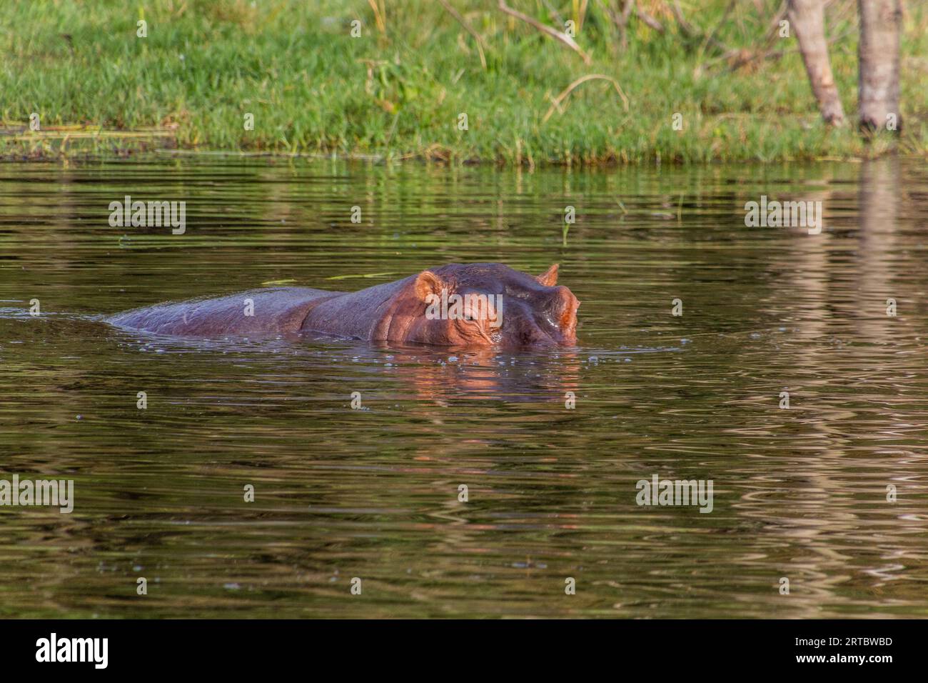 View of Hippopotamus (Hippopotamus amphibius) in Awassa lake, Ethiopia Stock Photo