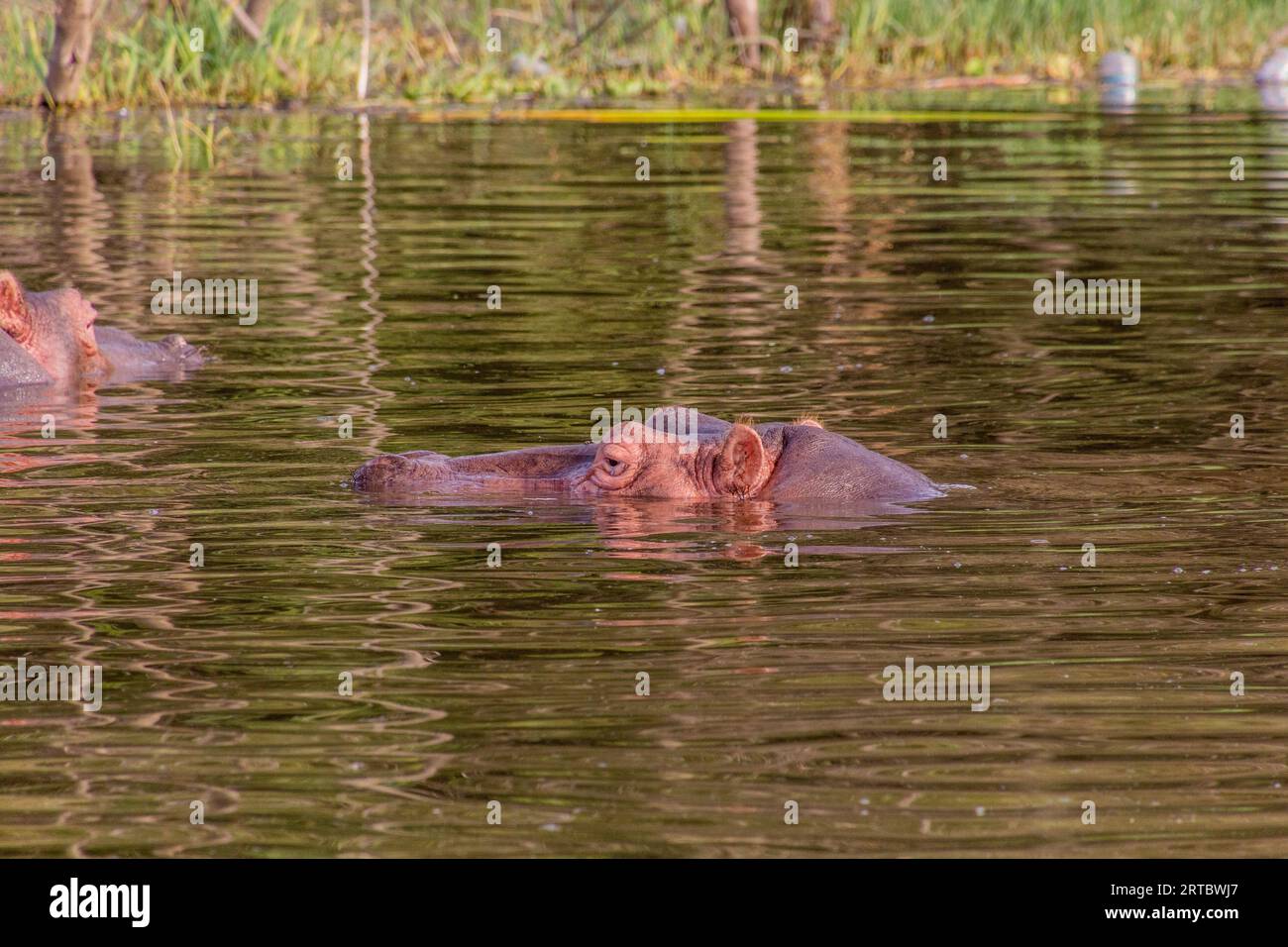 Hippopotamus (Hippopotamus amphibius) swimming in Awassa lake, Ethiopia Stock Photo