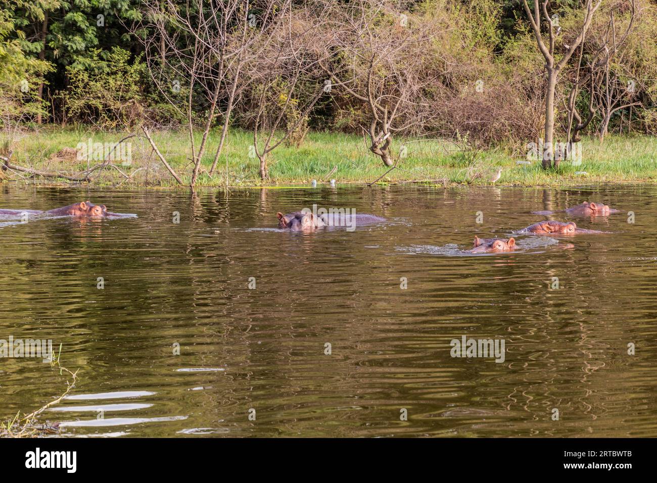 Hippopotamus (Hippopotamus amphibius) swimming in Awassa lake, Ethiopia Stock Photo