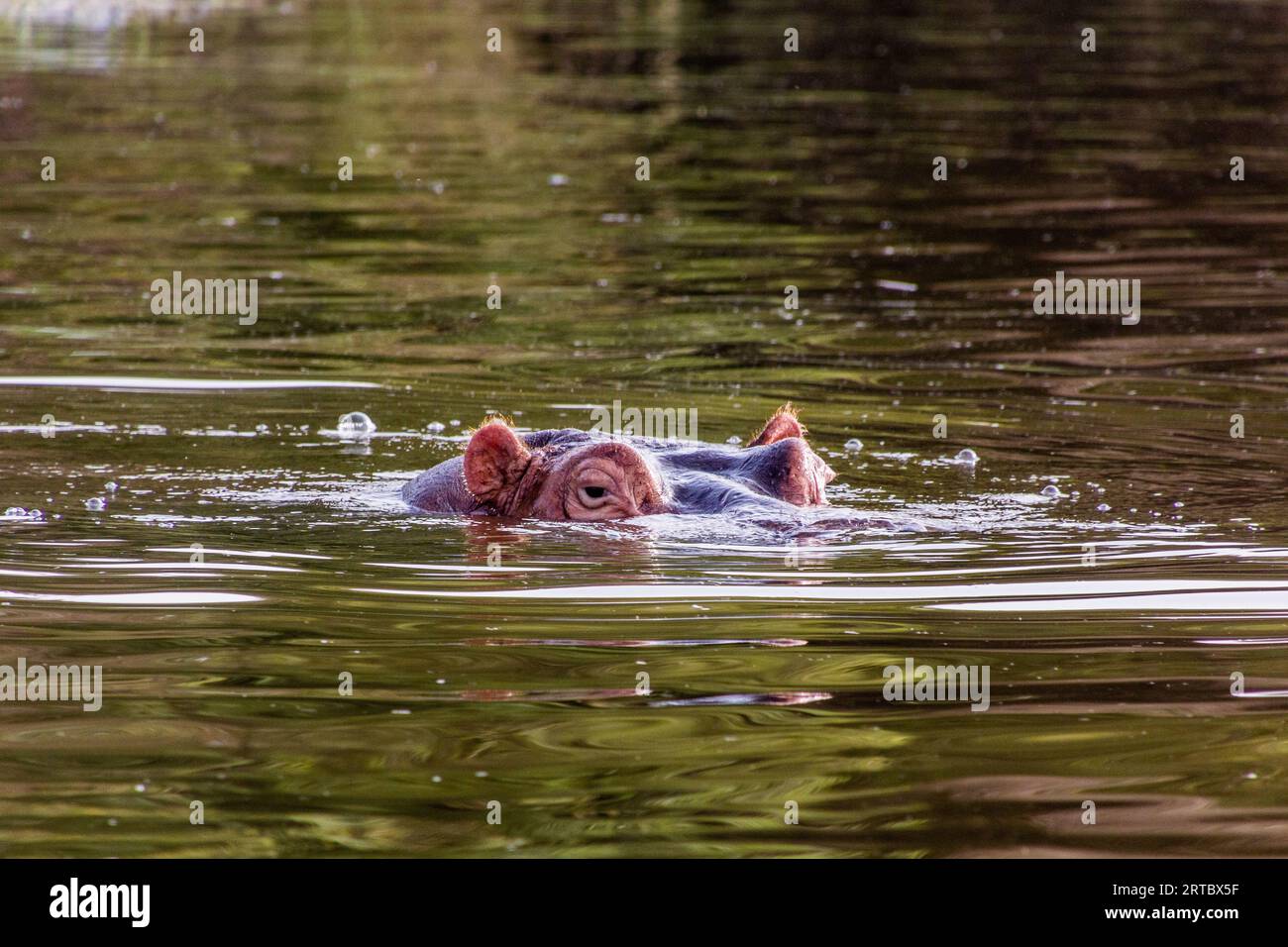 Hippopotamus (Hippopotamus amphibius) in Awassa lake, Ethiopia Stock Photo