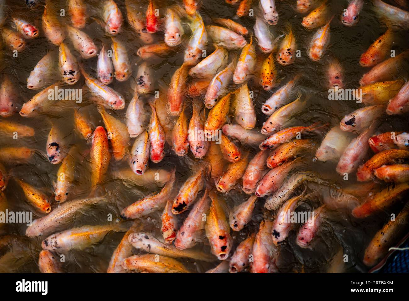 Ruby fish in the river Backgrounds for advertisements and wallpapers in ...