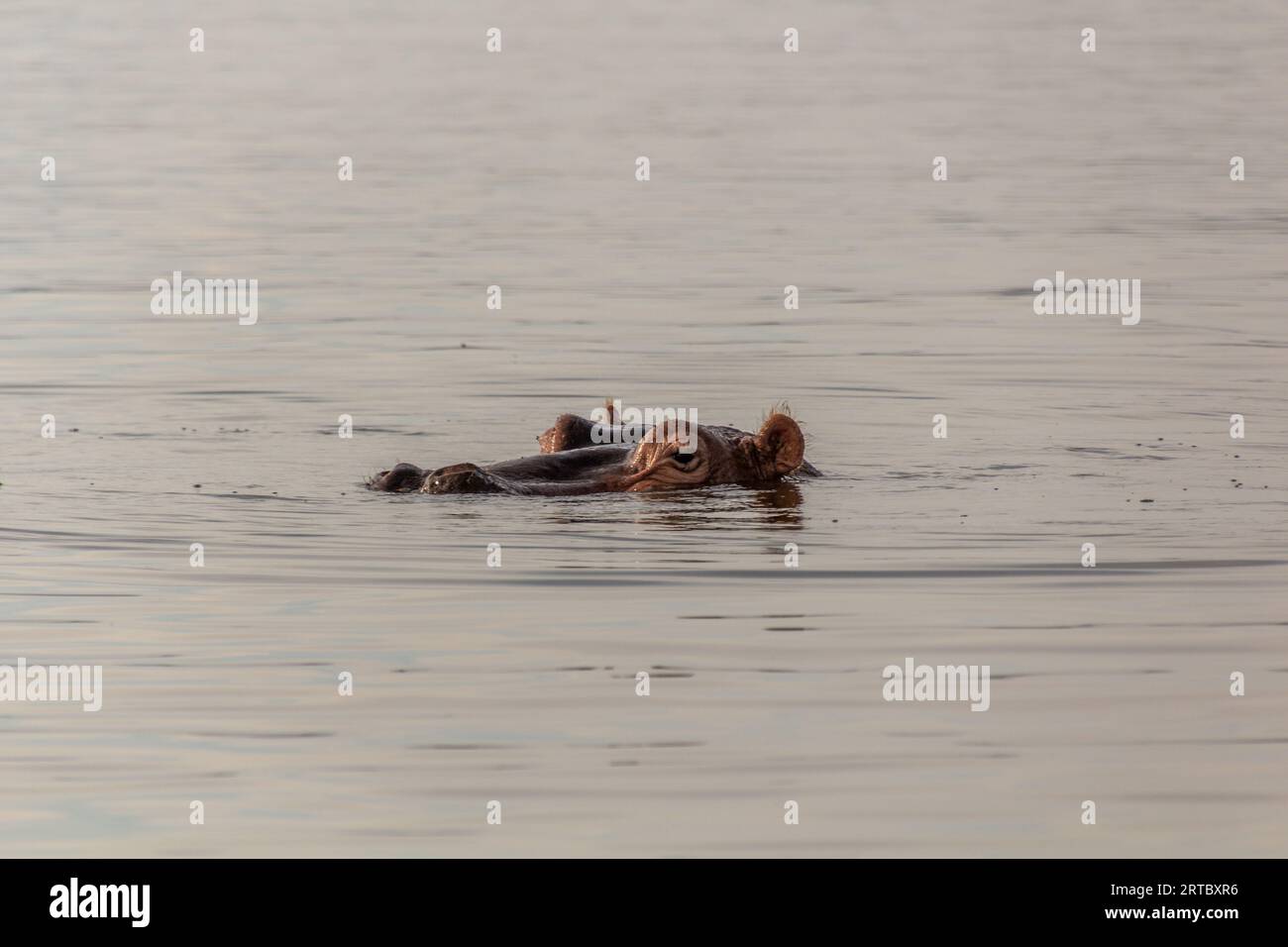 View of Hippopotamus (Hippopotamus amphibius) swimming in Awassa lake, Ethiopia Stock Photo