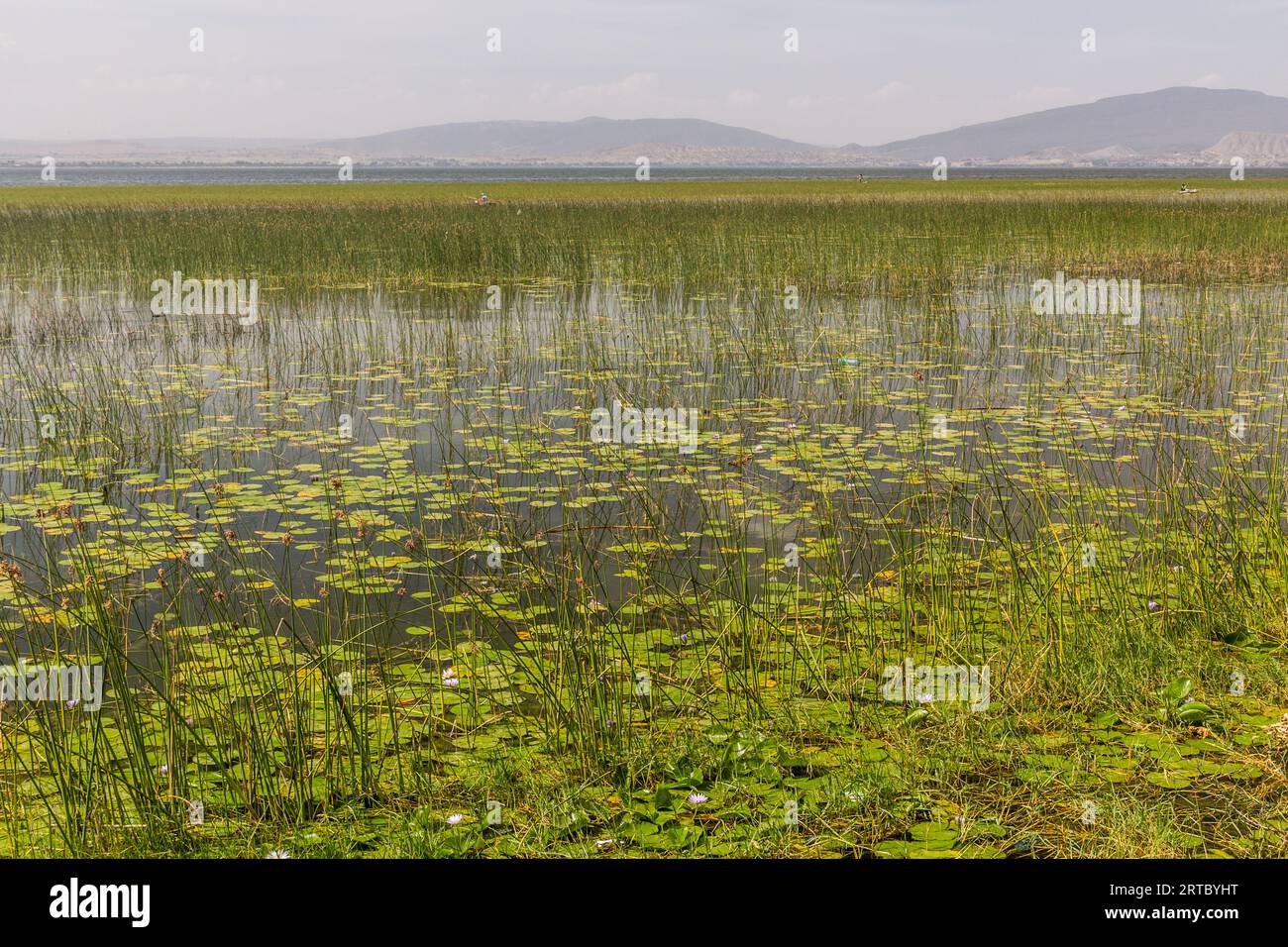 Papyrus plants in Awassa lake, Ethiopia Stock Photo