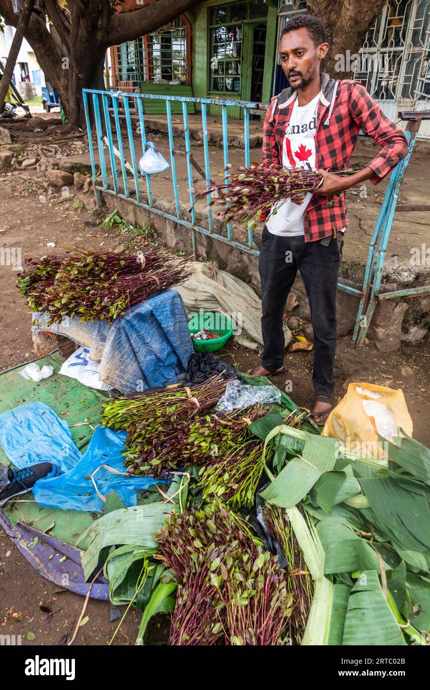 ARBA MINCH, ETHIOPIA - FEBRUARY 1, 2020: Khat (qat) branches seller in Abra Minch, Ethiopia Stock Photo