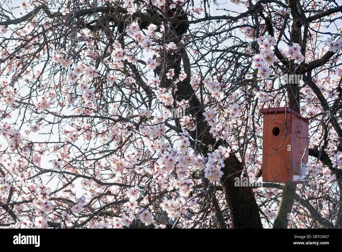Bird house on blooming tree Stock Photo