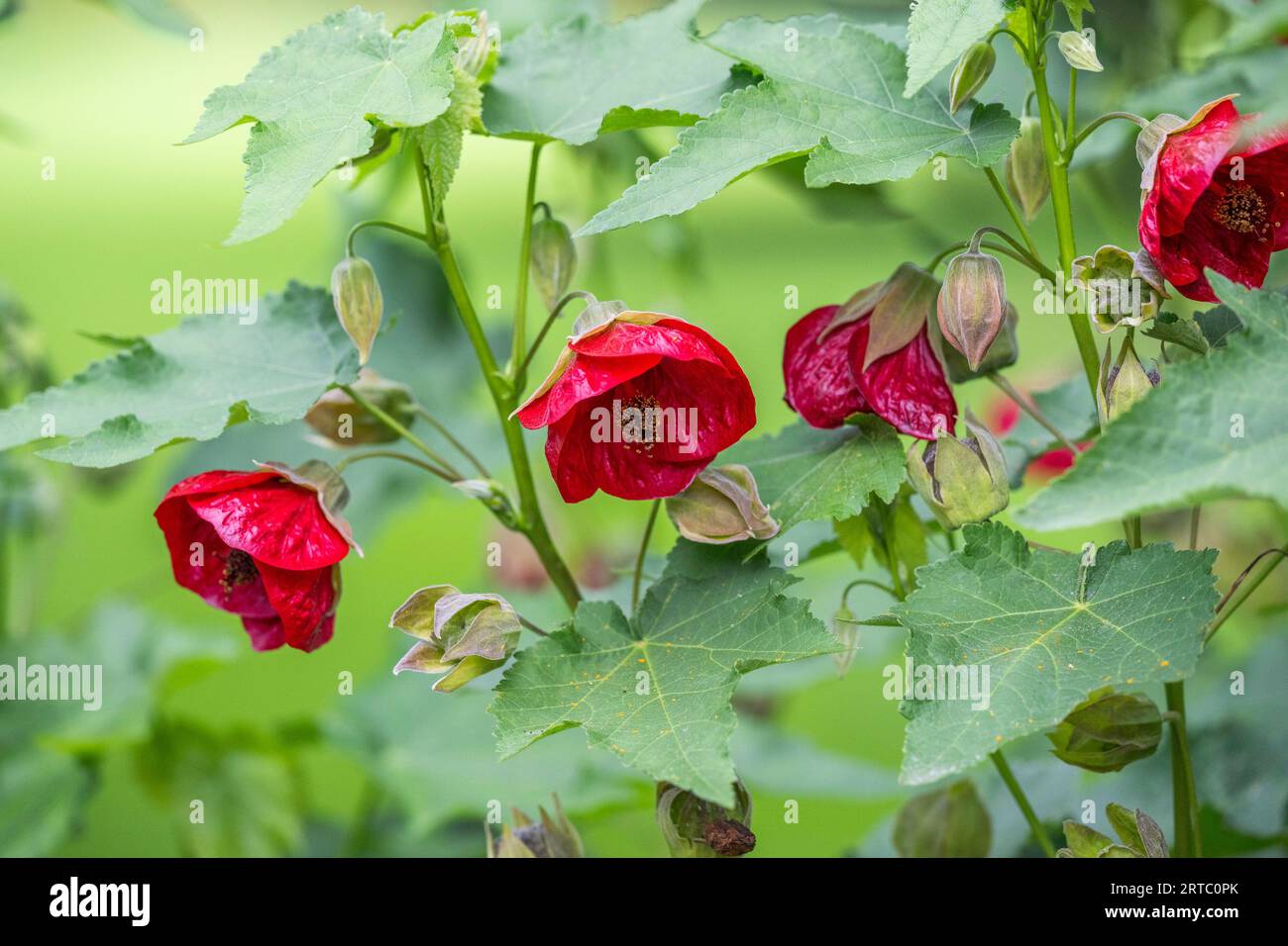 garden show Arborethum Ellerhoop, Hamburg, Germany Stock Photo