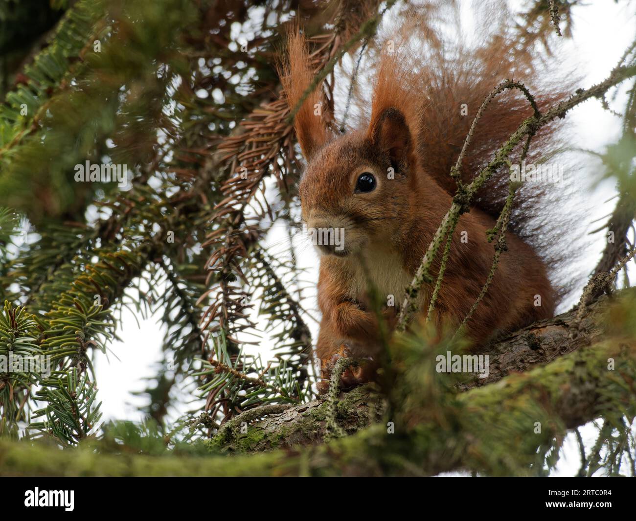 Eurasian red squirrel, common squirrel, squirrel, Sciurus vulgaris Stock Photo