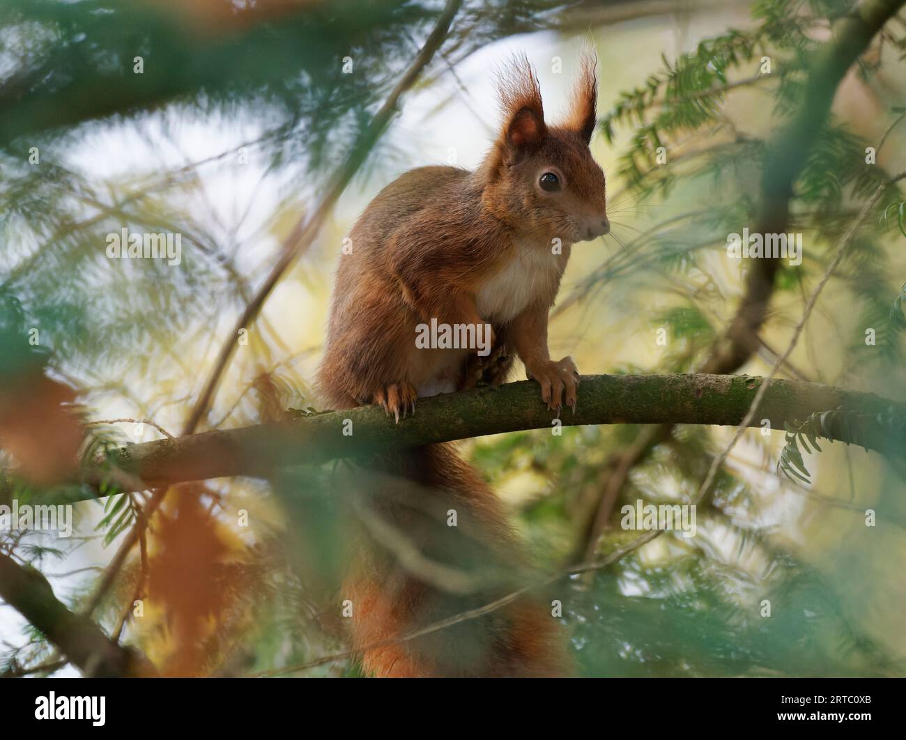 Eurasian red squirrel, common squirrel, squirrel, Sciurus vulgaris Stock Photo