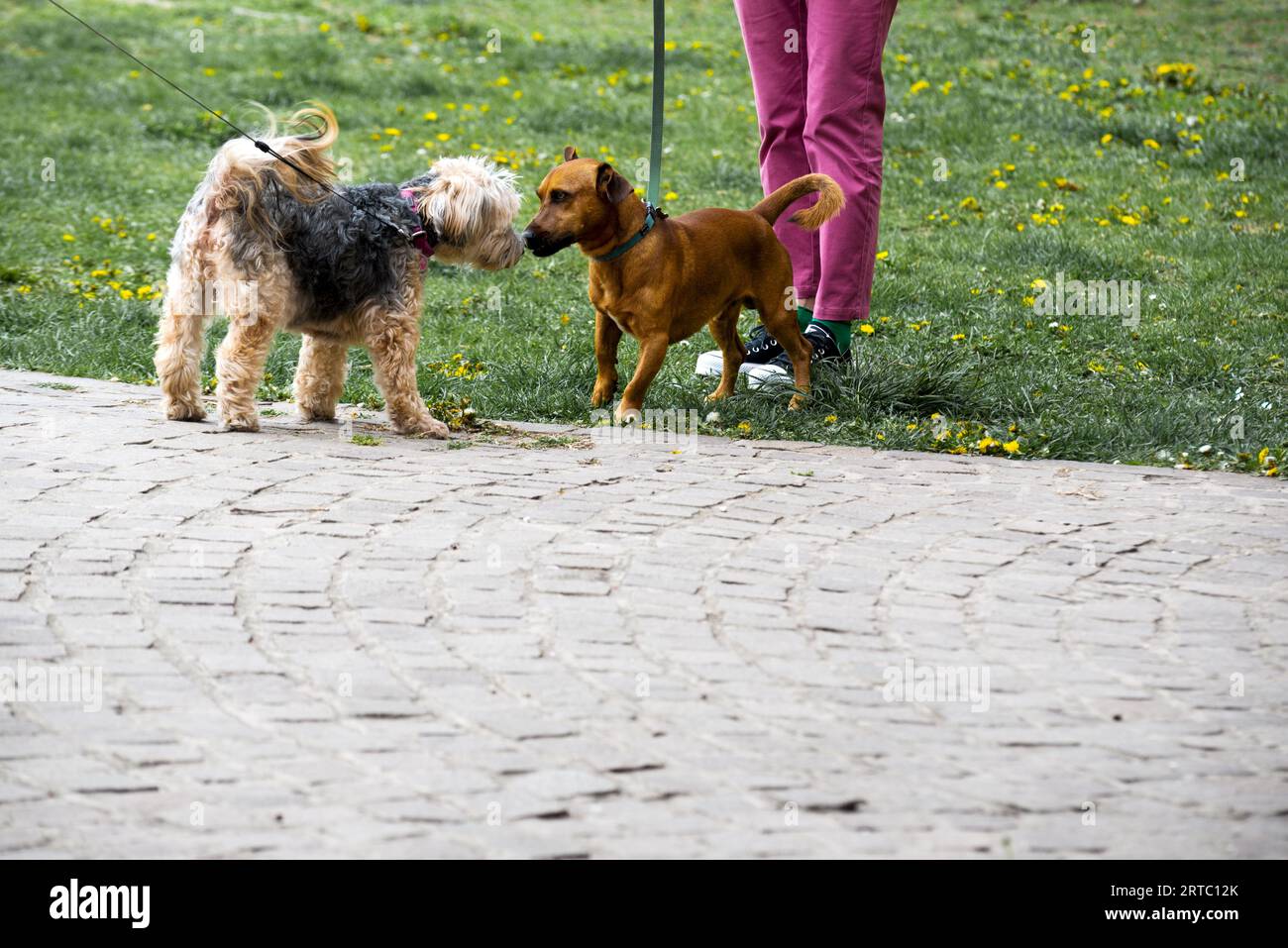Dogs in the park sniffing each other Stock Photo Alamy