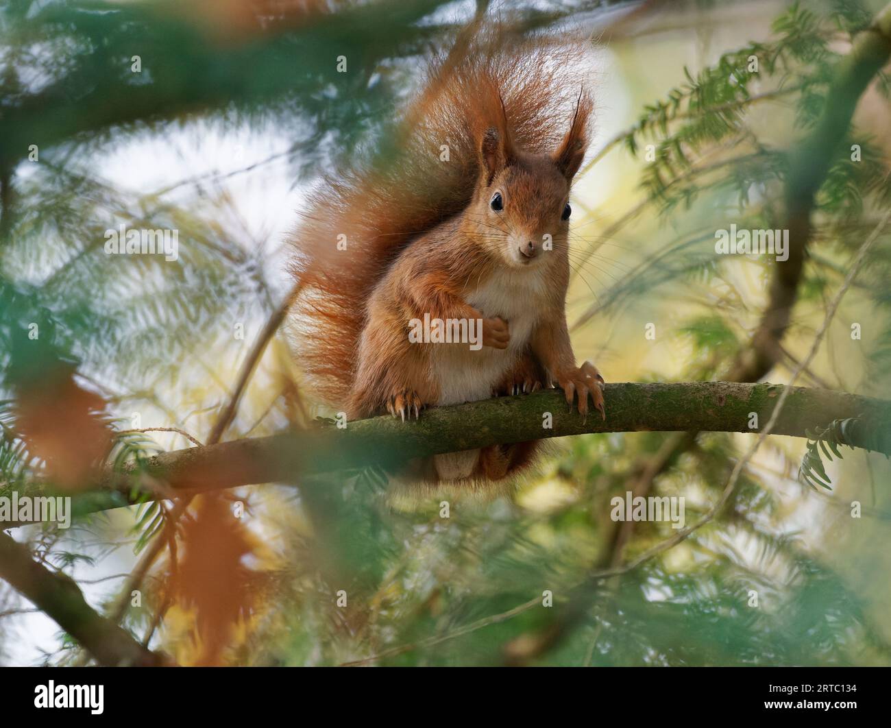 Eurasian red squirrel, common squirrel, squirrel, Sciurus vulgaris Stock Photo