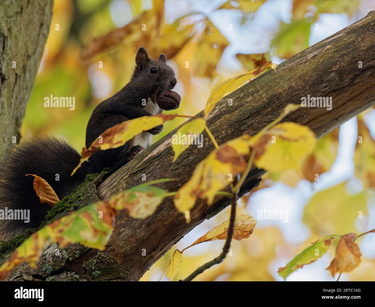 Eurasian red squirrel, common squirrel, squirrel, Sciurus vulgaris Stock Photo
