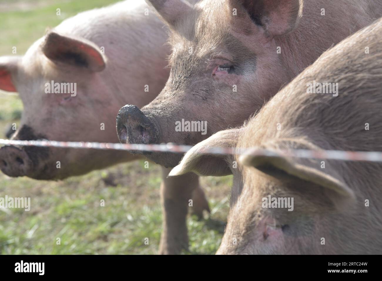 Granja de cerdos y vacas en Argentina Stock Photo