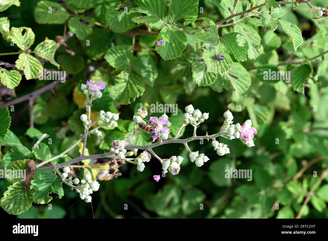 Greece, Bee on flowering wild bramble bush at Kerkini lake Stock Photo ...