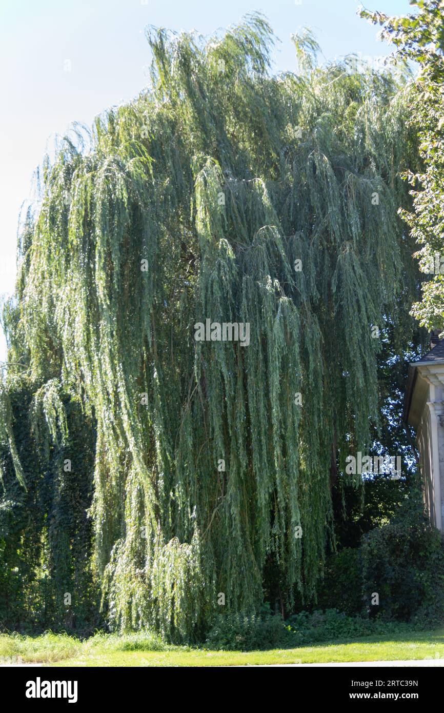 Large weeping willow with green leaves Stock Photo - Alamy