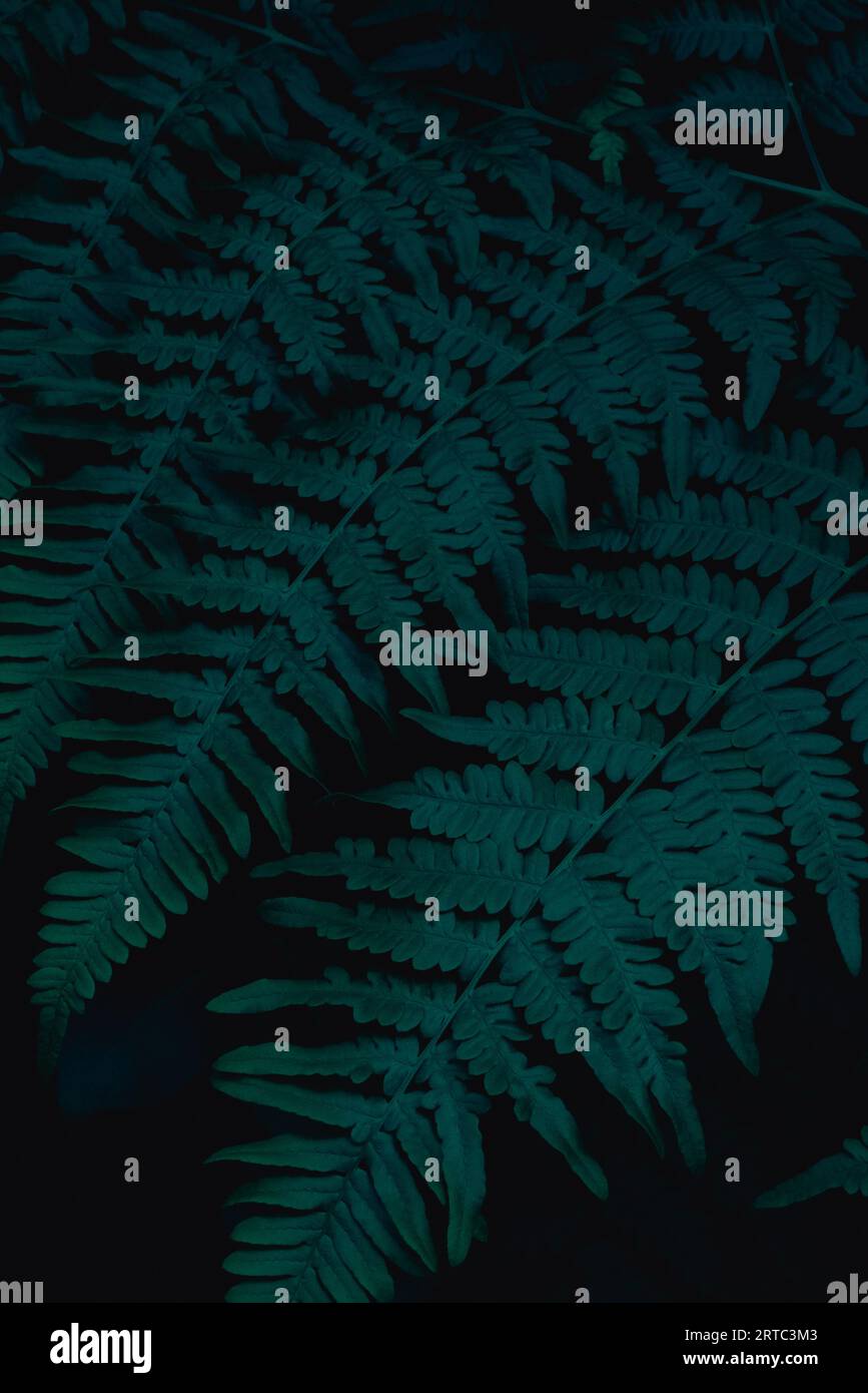 Fern and grass hi-res stock photography and images - Alamy