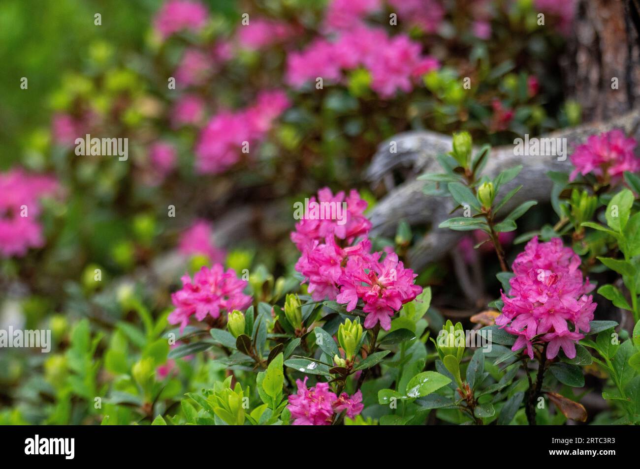 Hairy alpine rose (Rhododendron hirsutum) Stock Photo