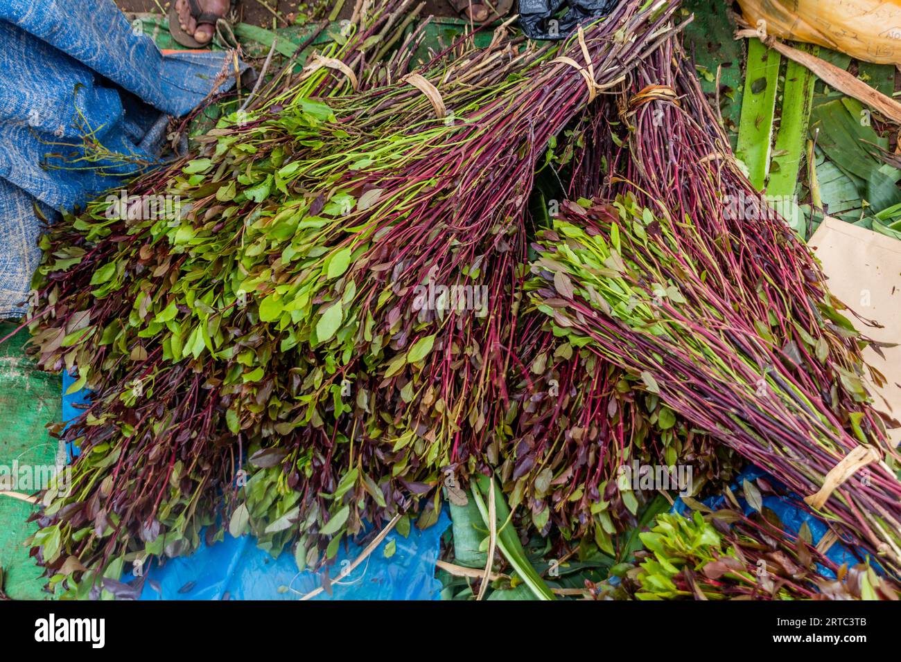 Detail of khat (qat) branches in Ethiopia Stock Photo
