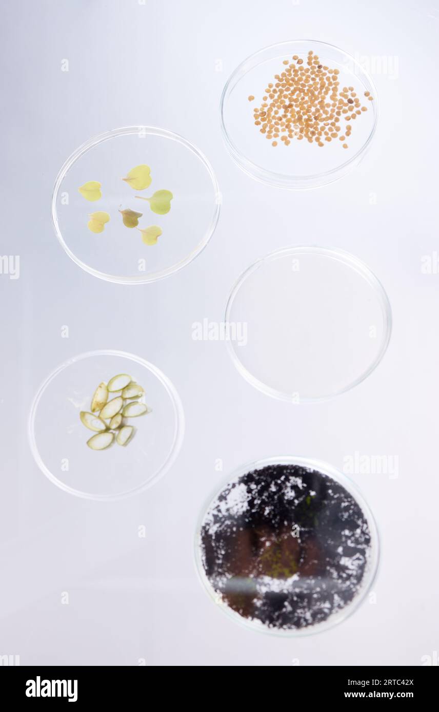 Petri dish, sample and science, ecology and leaves with soil