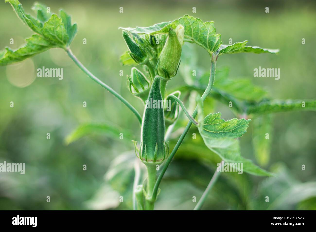 Close-up of fresh okra green vegetable, Okra vegetable field, Okra growing in the field Stock Photo