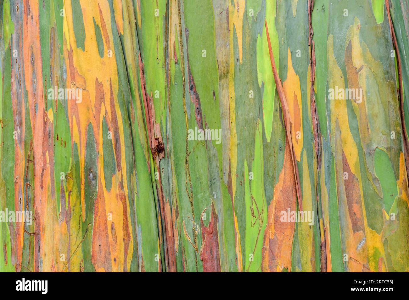 Variegated trunk of a Eucalyptus tree, Myrtaceae / Eucalyptus deglupta, Botanic Gardens, Durban, South Africa Stock Photo