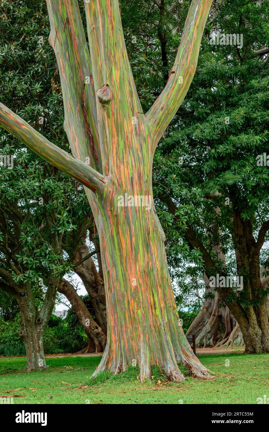 Variegated Eucalyptus tree, Myrtaceae / Eucalyptus deglupta, Botanic Gardens, Durban, South Africa Stock Photo