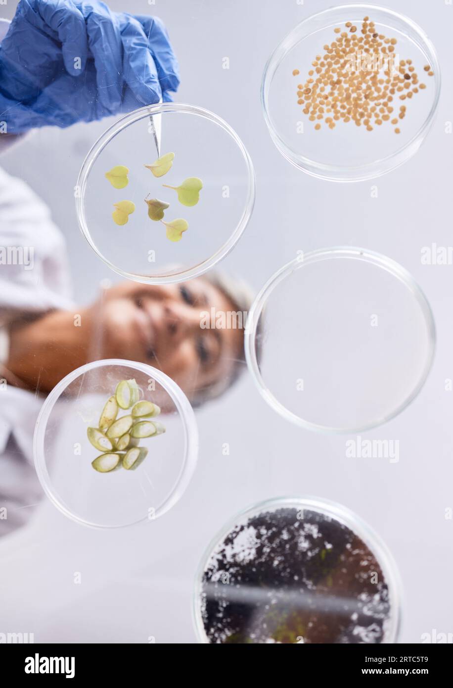 Petri dish, sample and science, ecology and leaves with soil