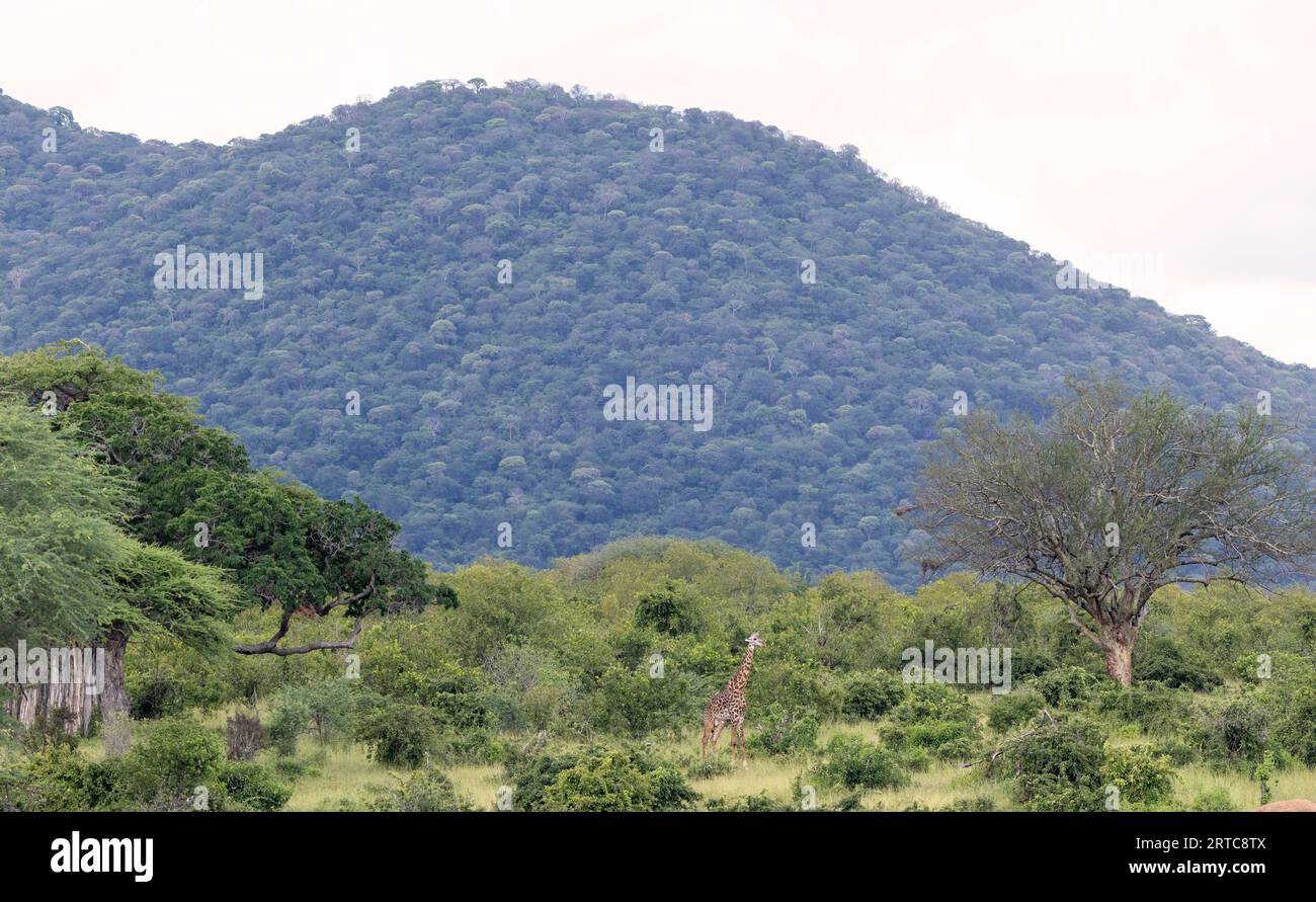 A large male Giraffe is dwarfed by the scale of the Ruaha habitat. Giant riverine trees and looming hills make the tallest living mammal look small. Stock Photo