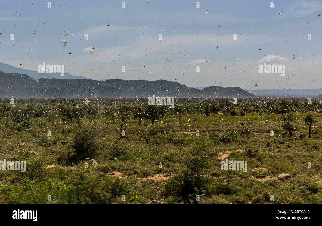 Huge swarm of locusts in Omo valley, Ethiopia Stock Photo Alamy