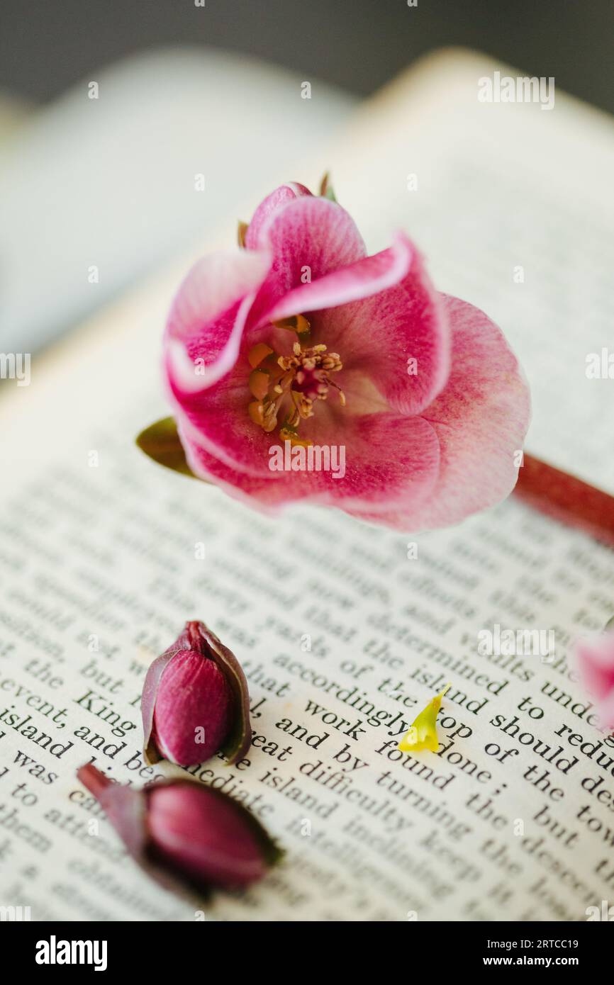 Gouda, The Netherlands, flatlay, flower buds and pink flower Stock Photo