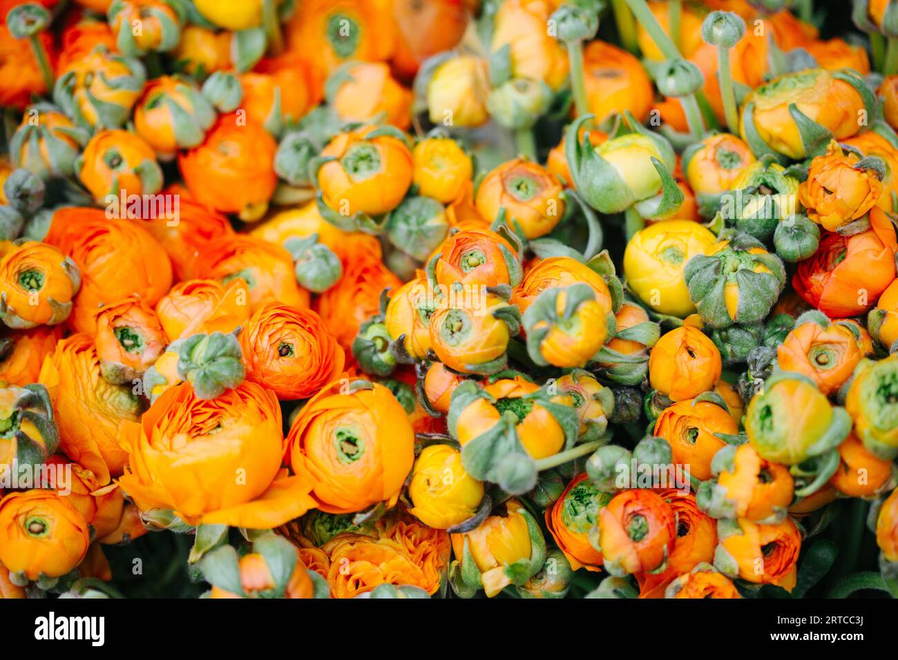 Utrecht, The Netherlands, Orange Ranculus on sale at the farmers marker Stock Photo