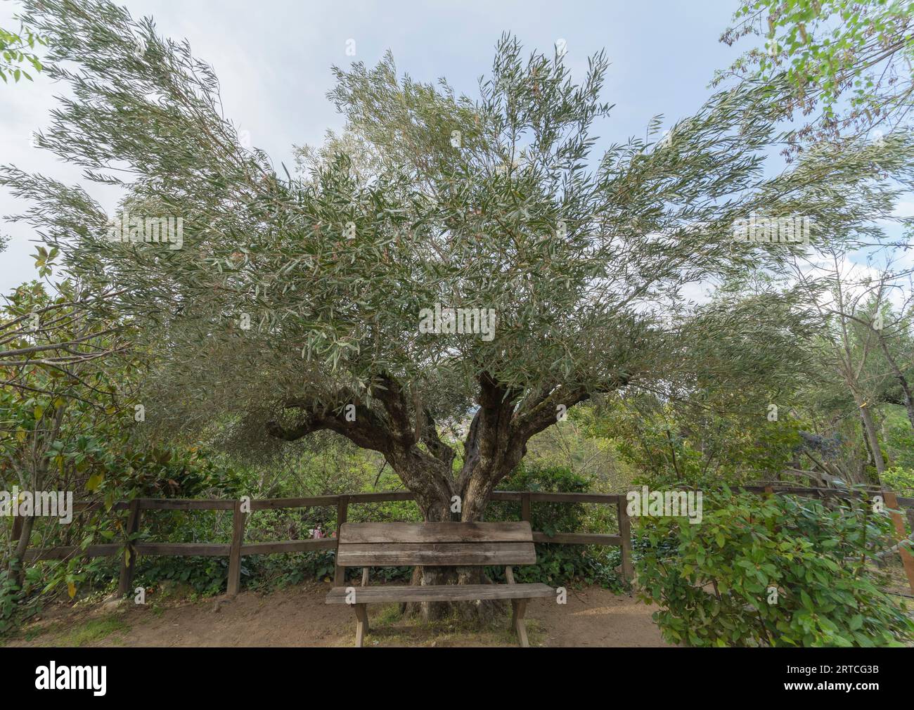Shady sitting bench hi-res stock photography and images - Alamy