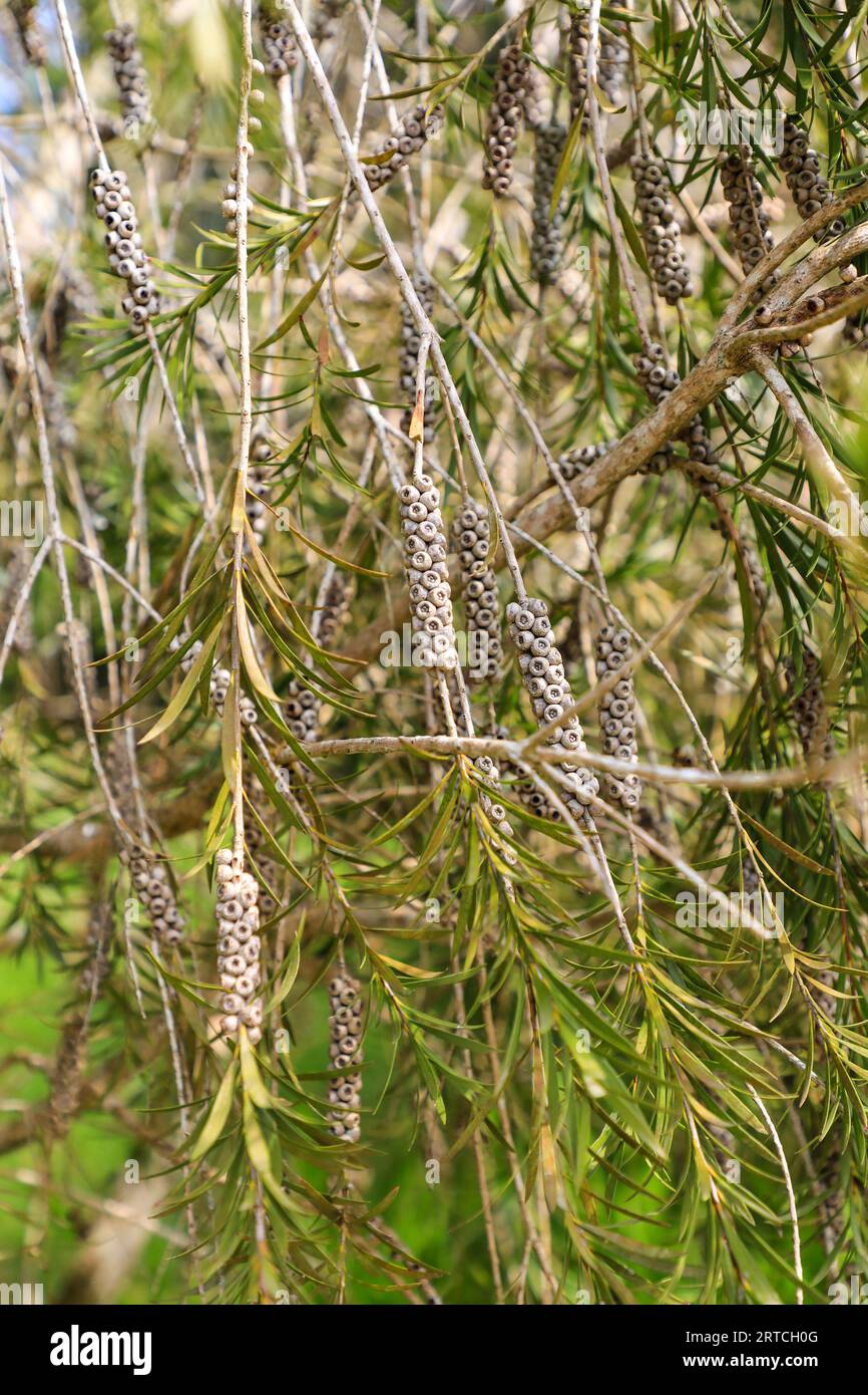 Bottlebrush seeds hi-res stock photography and images - Alamy