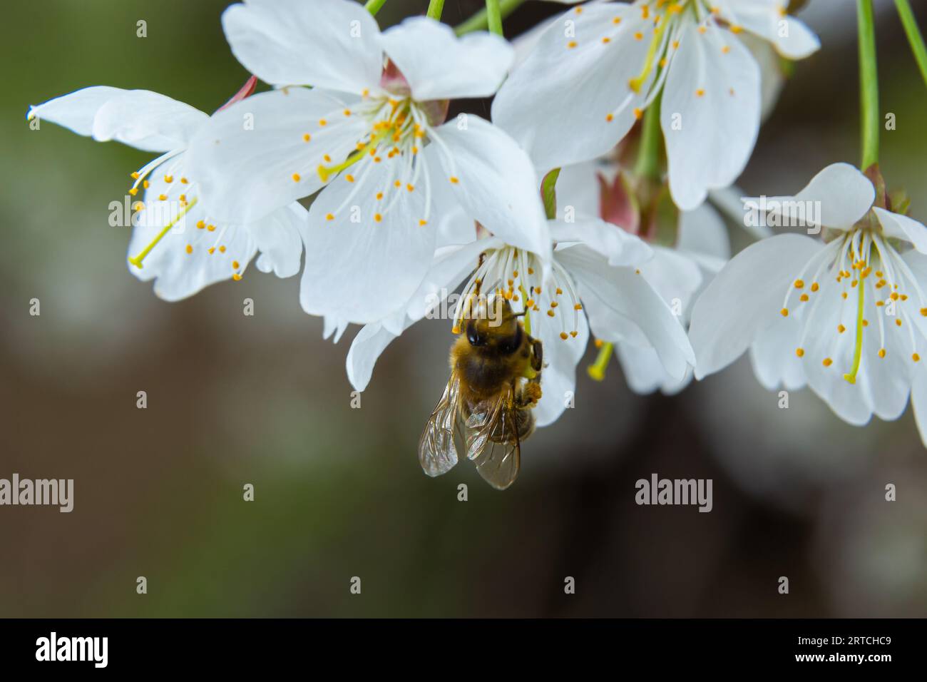 a honeybee collects honey on white cherry blossoms Stock Photo - Alamy