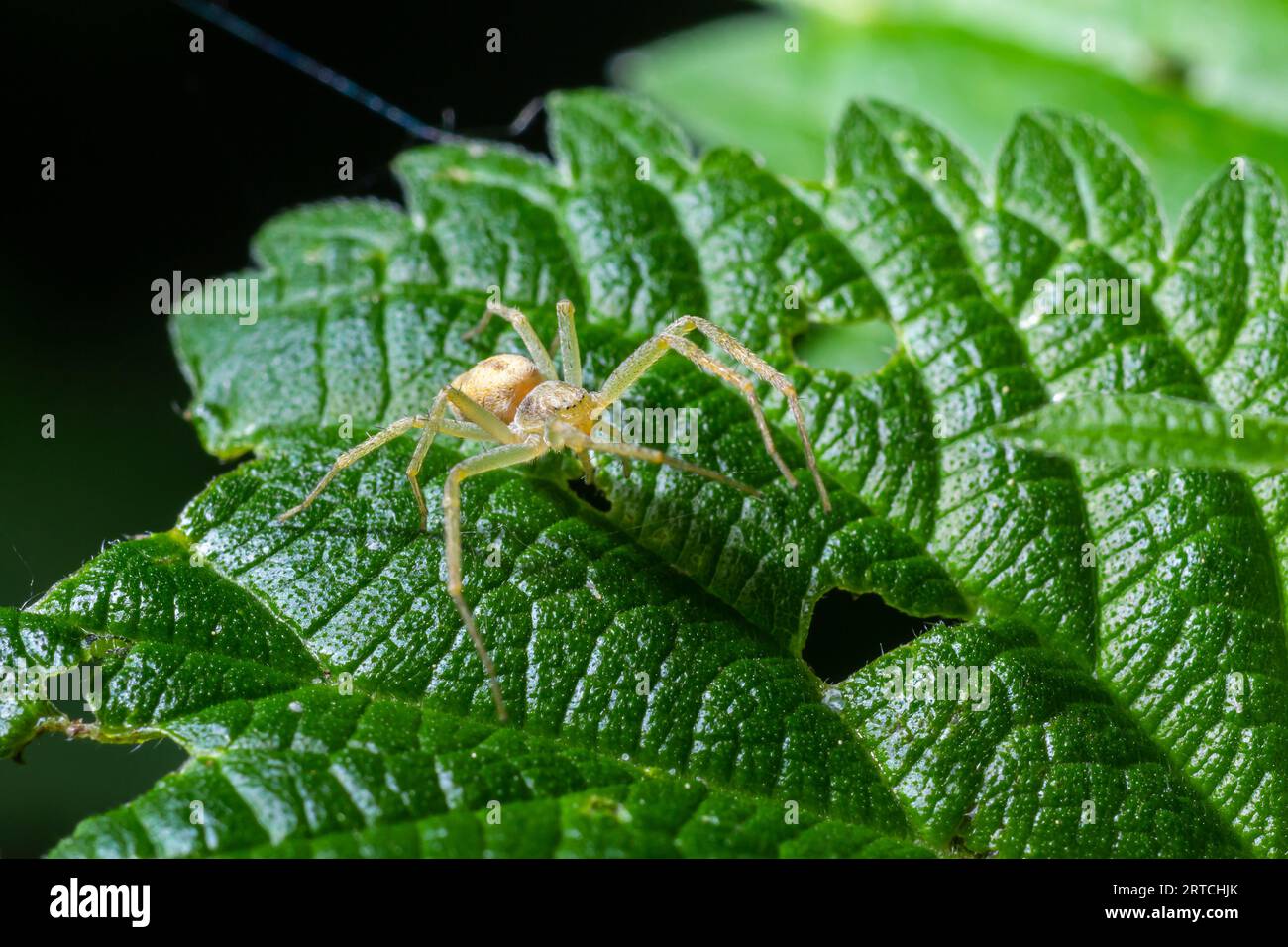 Spider Misumena vatia goldenrod crab spider or flower is a species of crab spider with holarctic distribution, belongs to the family Thomisidae. Stock Photo