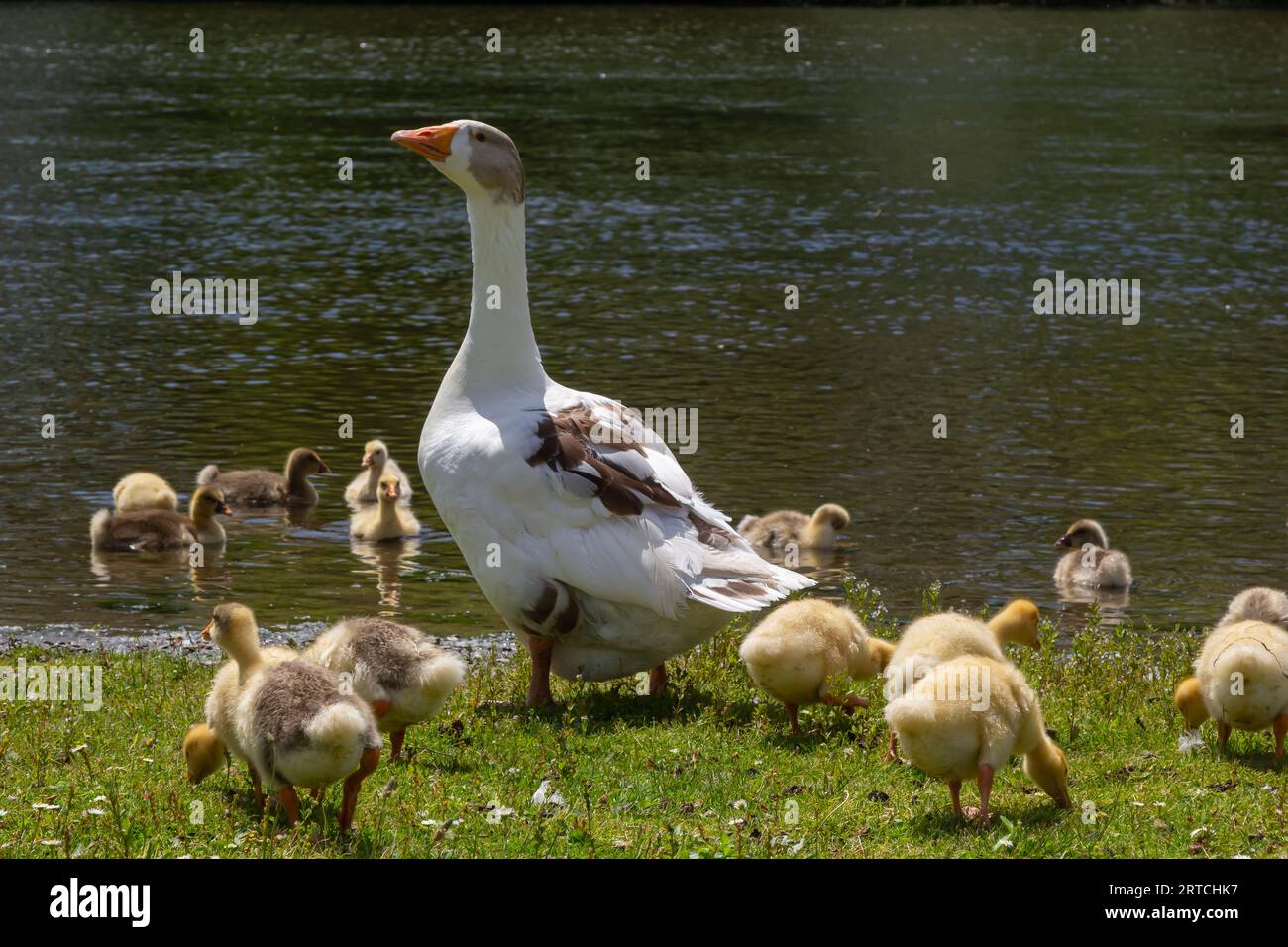 Angry goose protects goslings outdoors on a green meadow. Countryside concept, domestic goose with gosligs. Stock Photo