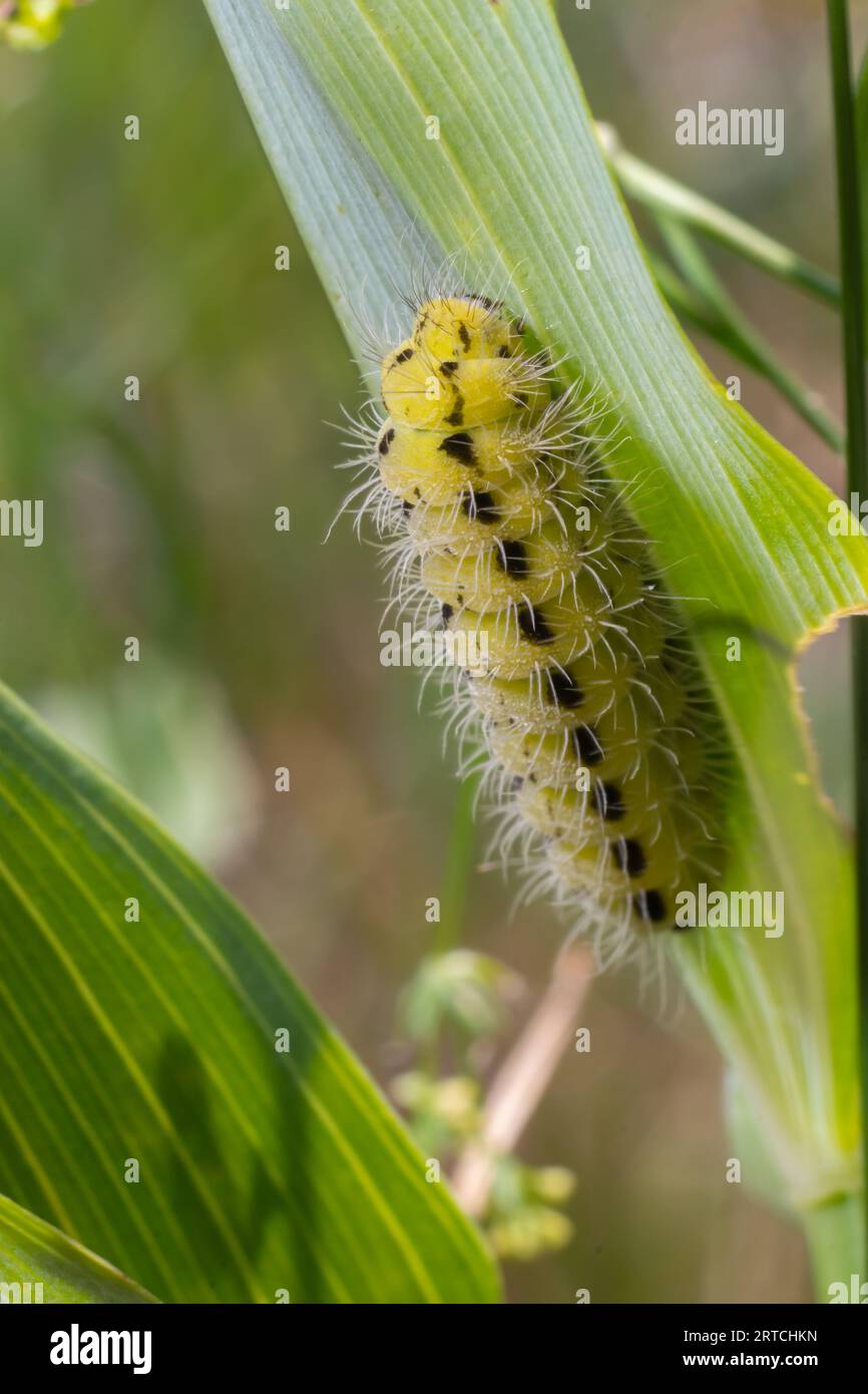 Yellow caterpillar with black dots of the butterfly Zygaena filipendulae. Stock Photo