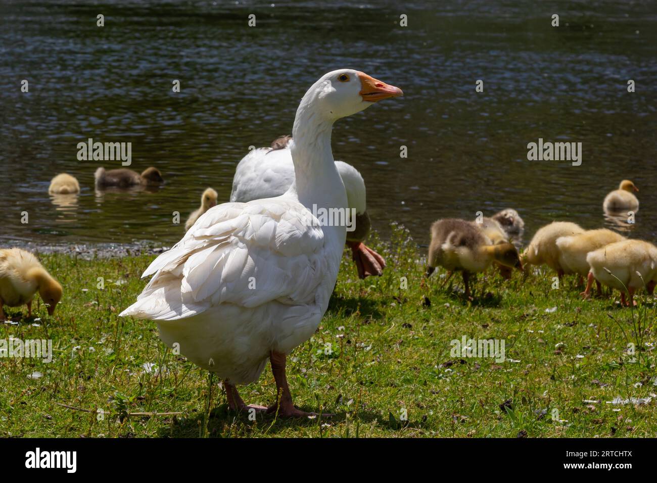 Egyptian goose family in the wild. The female, male and goslings of the Egyptian goose are resting in the grass. Adult goose with goslings. Spring bro Stock Photo