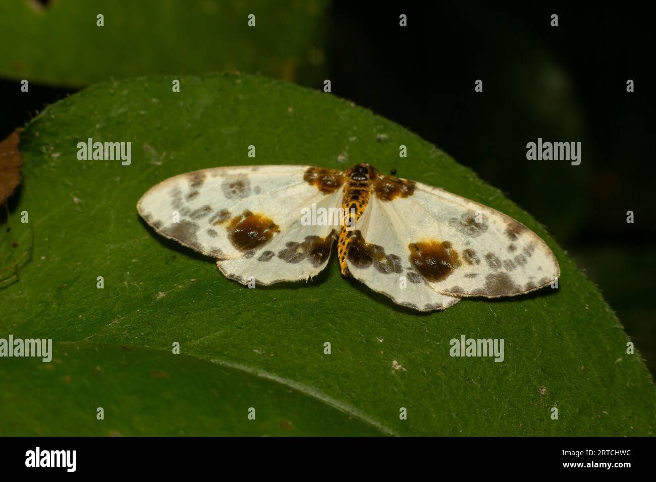 Spotted butterfly abraxas sylvata broadly spread its wings with brown spots. Stock Photo