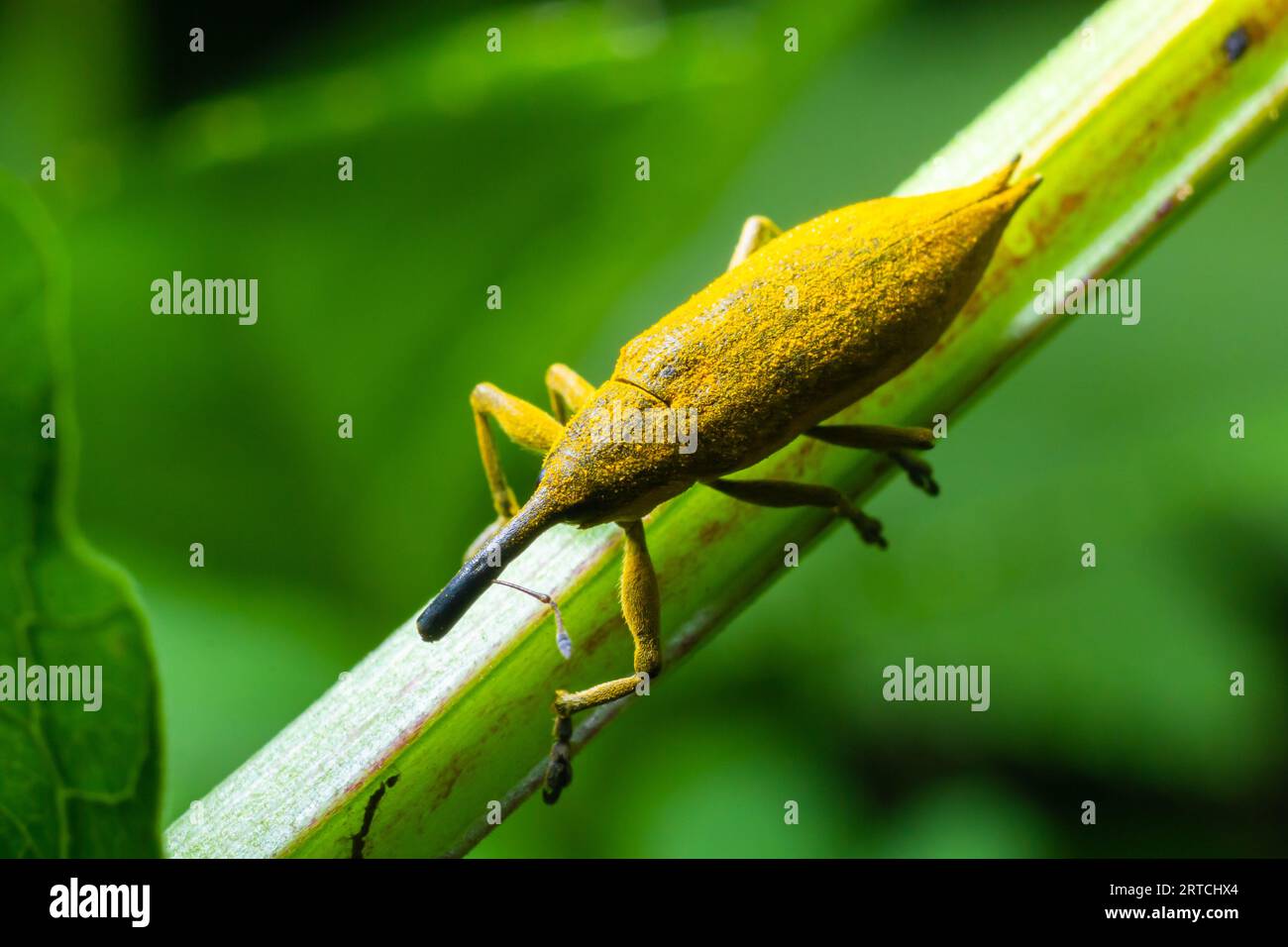 The beetle beetle, also known as the nunus, is a beetle that belongs to the superfamily Curculionoidea, known for its elongated snout.insects animals Stock Photo