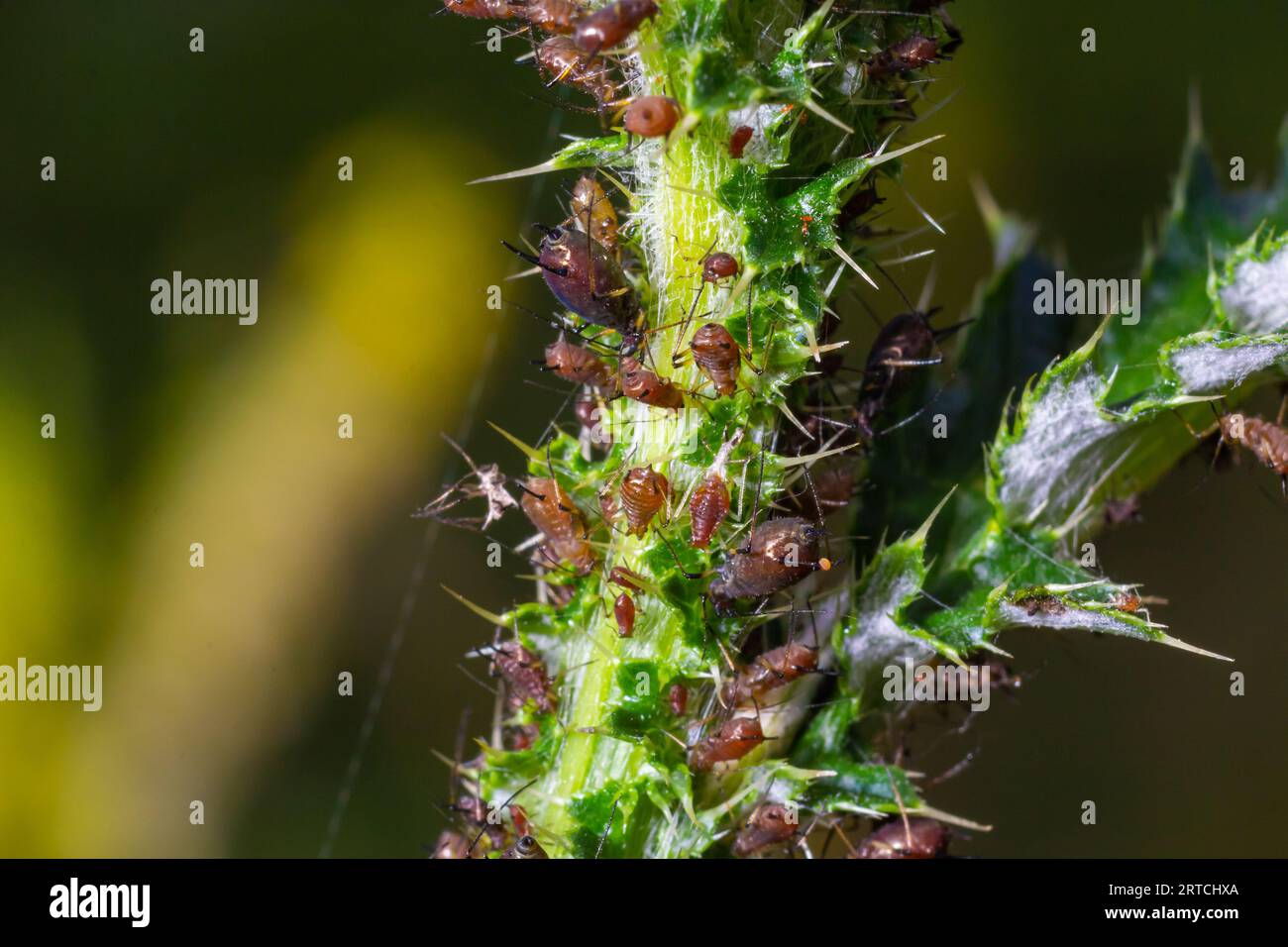 Red aphid, Uroleucon nigrotuberculatum, on plant stem at Belding Wildlife Management. Stock Photo